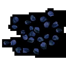 Blue Berry Seed Item