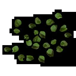 Green Berry Seed Item