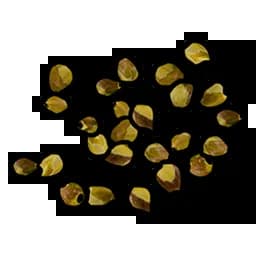 Yellow Berry Seed Item